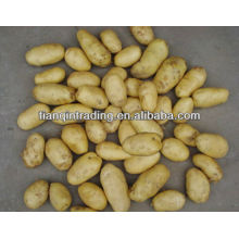 2012 new potatoes